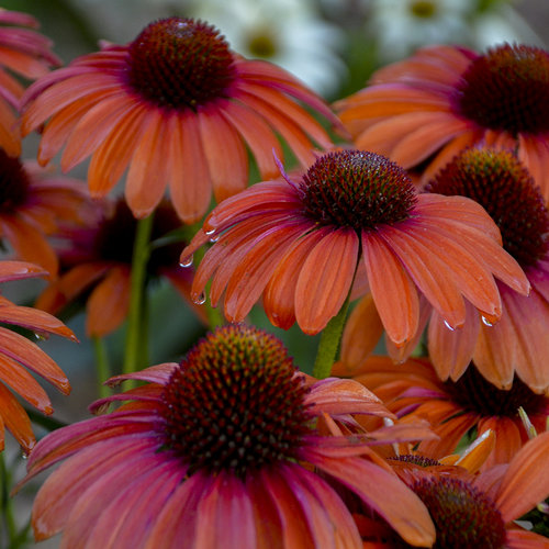 Echinacea  Mellow Scarlet- ехинацея червен  пастел (1633)